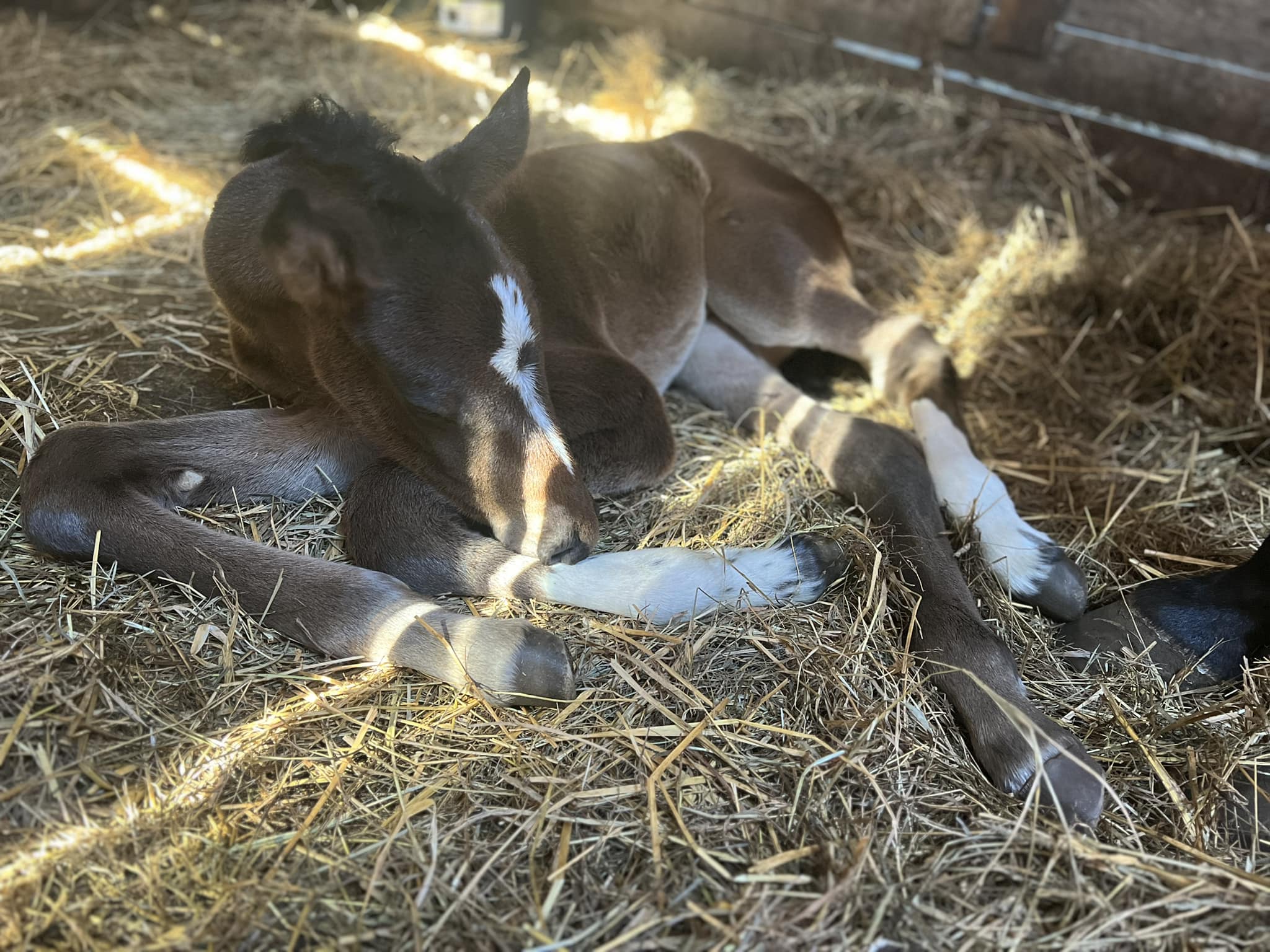 441896851_914883137105028_4134902646148585532_n cheval-esmeralda-domaine-boreal-2