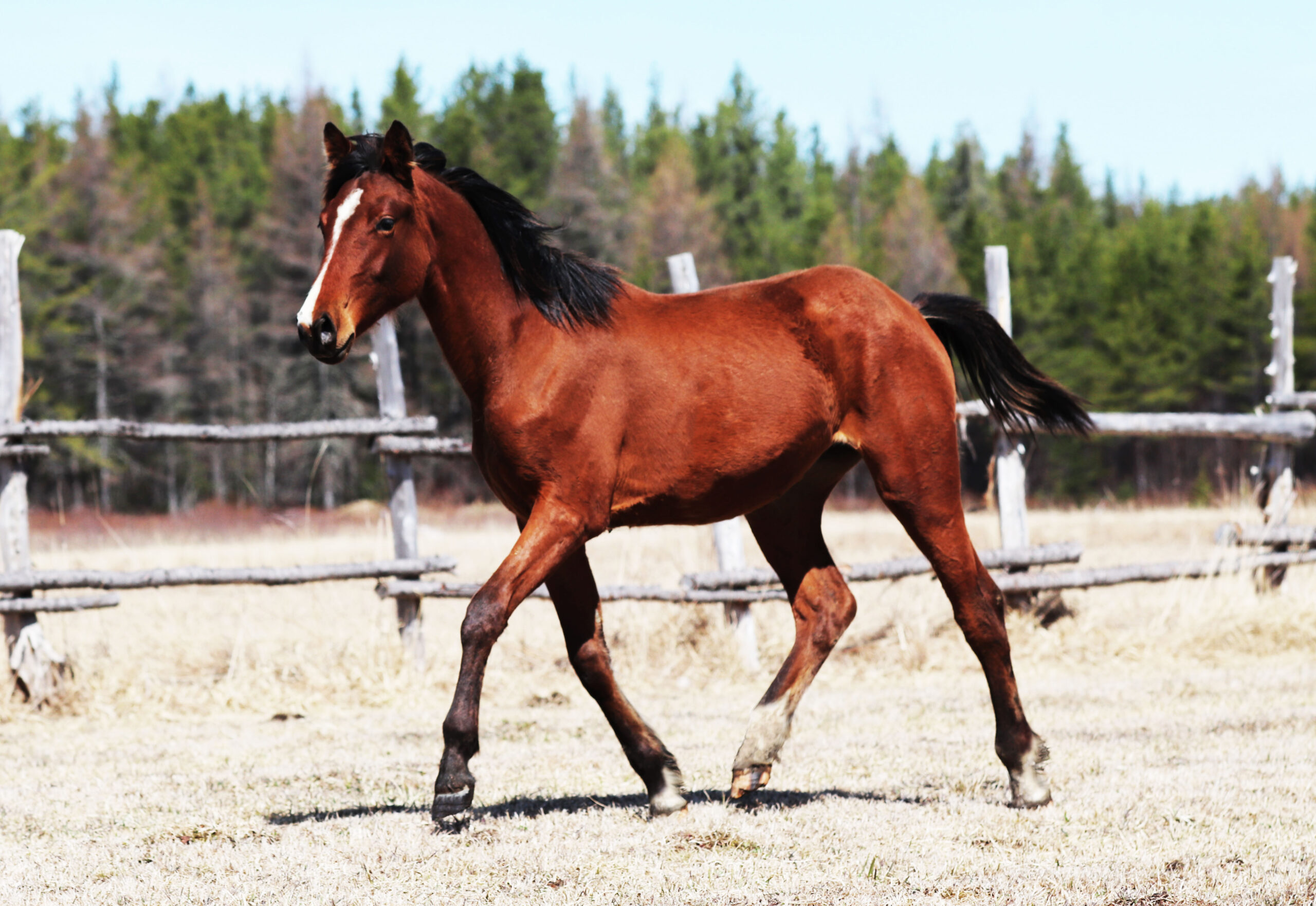 A2 cheval-celeste-domaine-boreal
